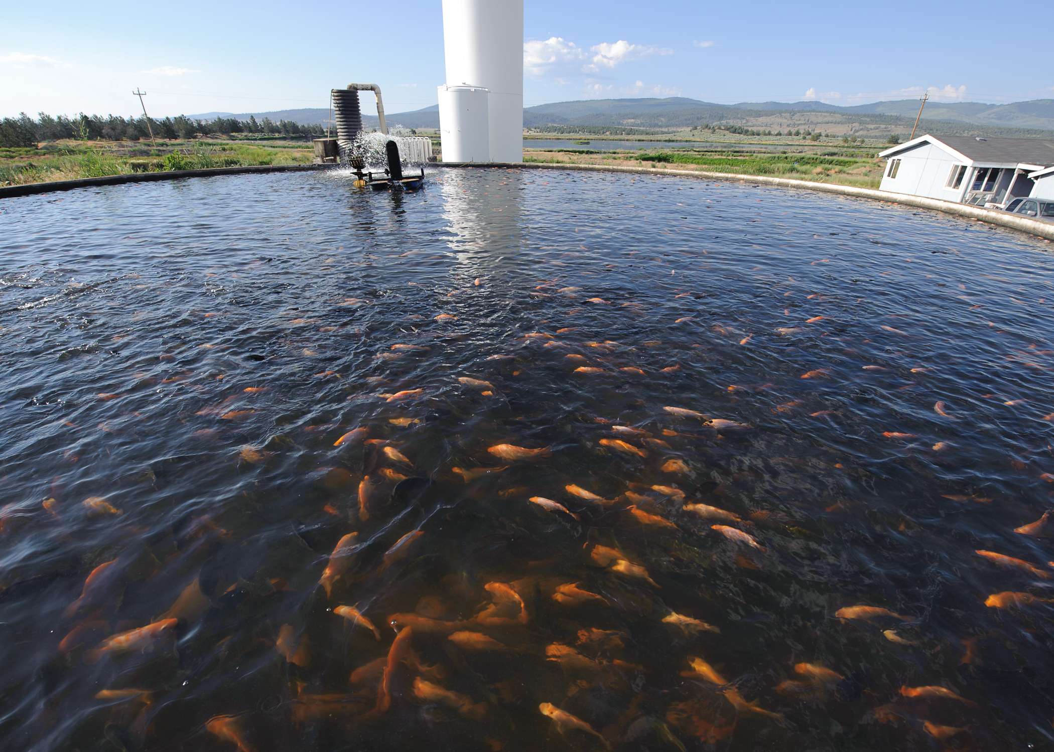 Fish Pond Digging Jamaica